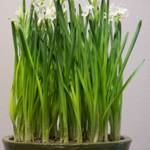 75 Paper White Bulbs in a 20" green apple glazed bowl