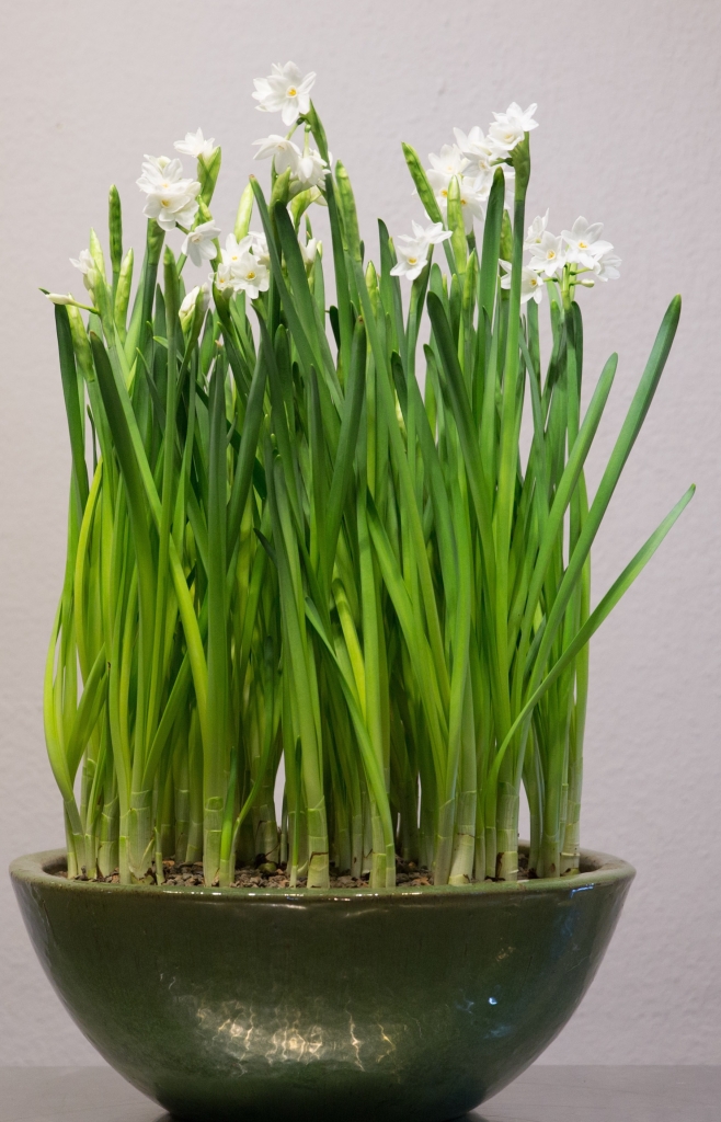 75 Paper White Bulbs in a 20" green apple glazed bowl
