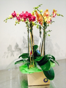 Orange/Purple Phalaenopsis Orchid in glass cylinder vase