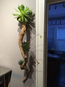 Wall Hanging Botanical Art Sculpture of Ghost Wood and Succulents