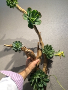 Botanical Art Multi-Layered Ghost Wood Sculpture with Succulents