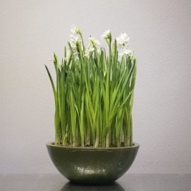 23 Premium Paper White bulbs | 15" Apple Green Ceramic Glazed Bowl
