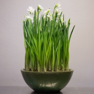 46 Premium Paper White bulbs | 21" Apple Green Ceramic Glazed Bowl